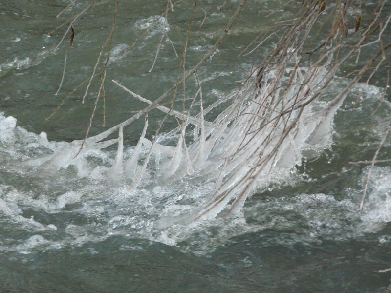 P1180423.JPG - Branches trailing in the river - Alastair Seagroatt