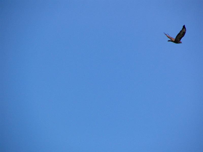 Buzzard.JPG