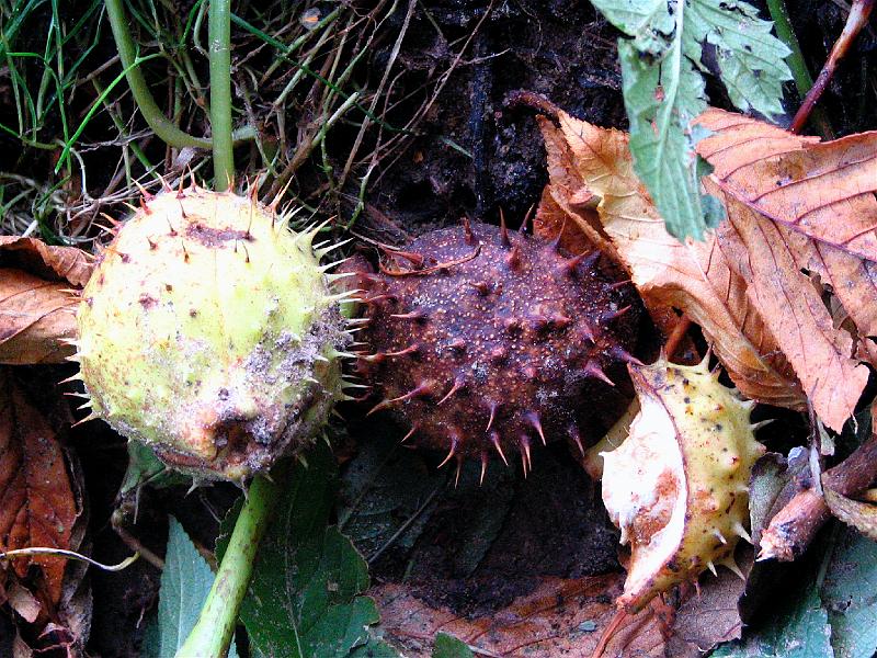 Chestnuts.JPG