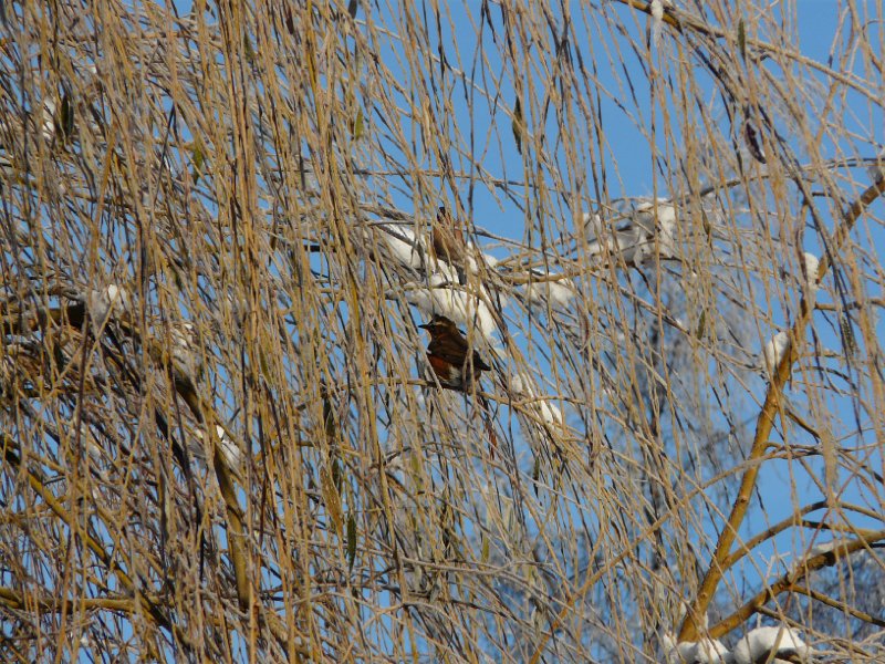 P1180417.JPG - Two birds in the bush - Alastair Seagroatt