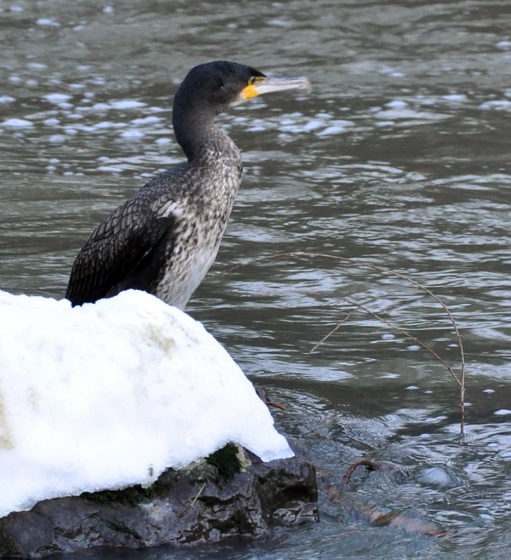 corm_standing.jpg - Cormorant in from the sea - Matt Bishop
