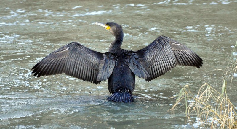 corm_wings.jpg - Spreading wings by the cold waters - Matt Bishop