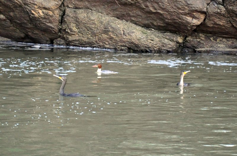 corms_goosand.jpg - Cormorants and Gooseander at the Linn - Matt Bishop
