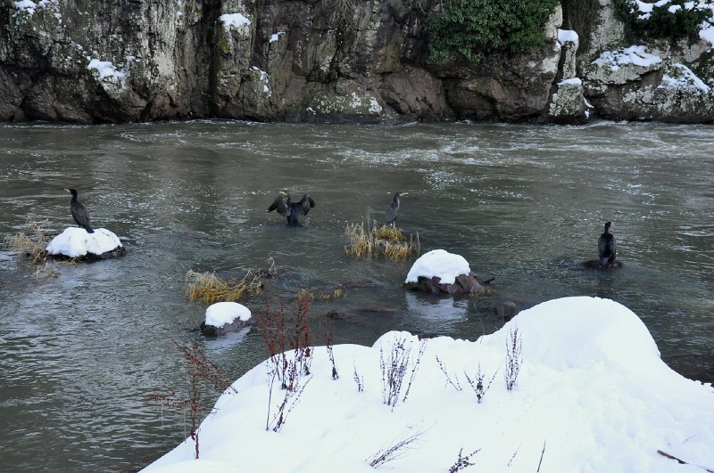 four_corms.jpg - Cormorants at the Linn - Matt Bishop