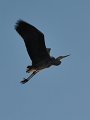 heron_eveningsun