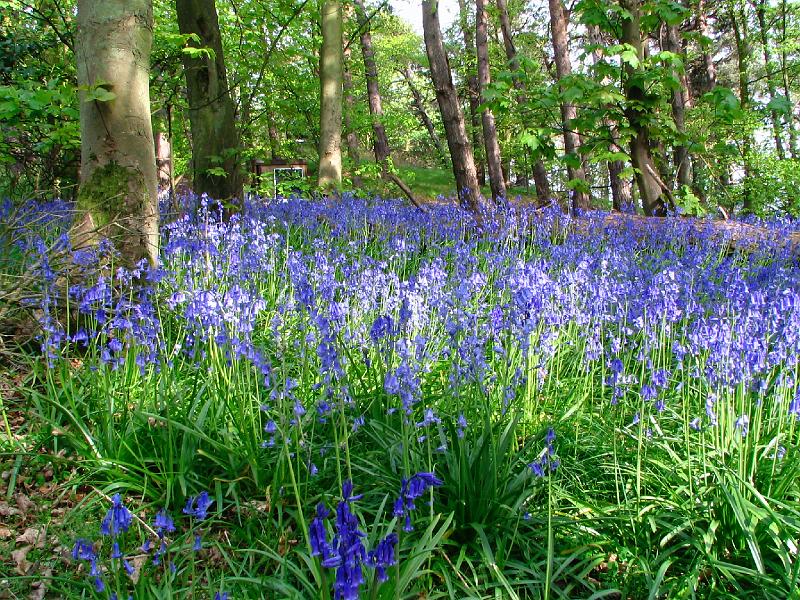 Bluebells at Pencraig.JPG