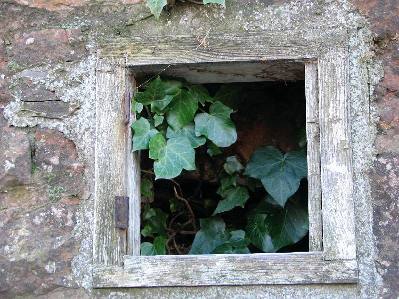 Peeping through.JPG