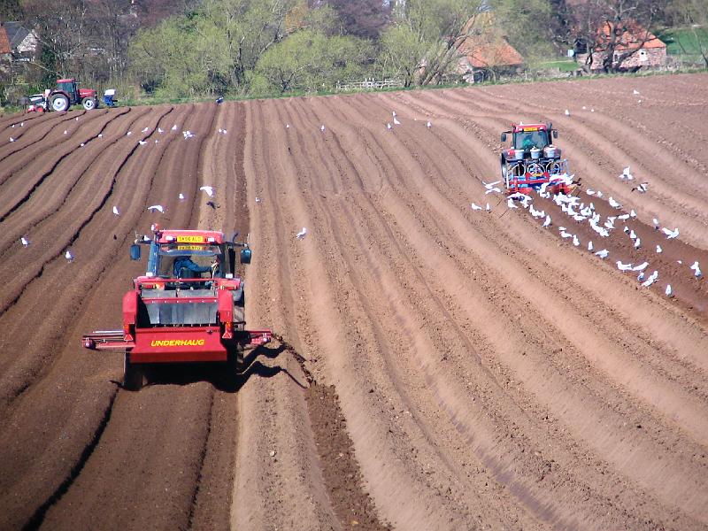 Tending the fields.JPG